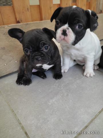 Je donne chiot bouledogue français 