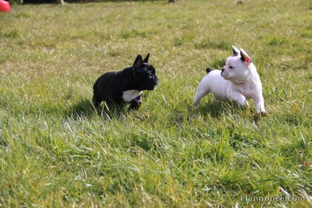 Adoption chiots bouledogue français 