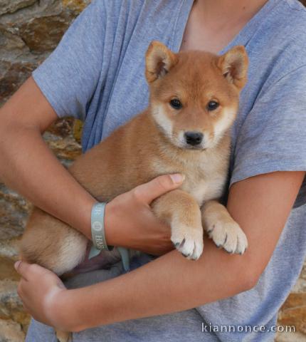 Je donne chiot Shiba disponible 