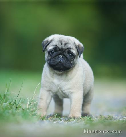Magnifique chiots Carlin mâle 
