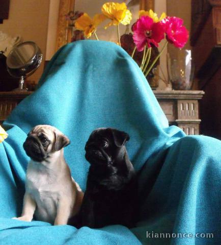 Je donne chiot carlin mâle et femelle 