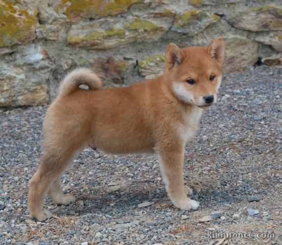 Magnifique chiots Shiba disponible 