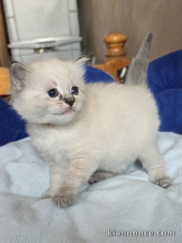 Adorable chaton Ragdoll disponible 