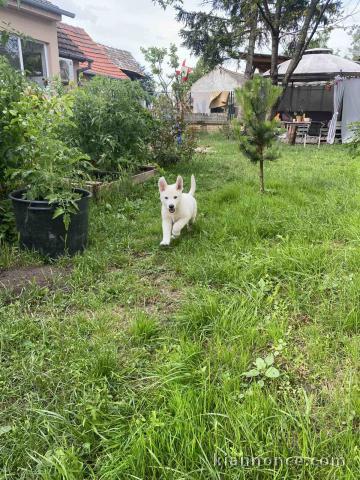 Chiots Berger Blanc Suisse