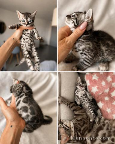 Bébé chaton Bengal disponible pour adoption 