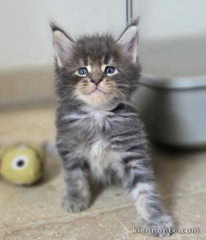 Magnifique chaton Maine coon mâle a donner 