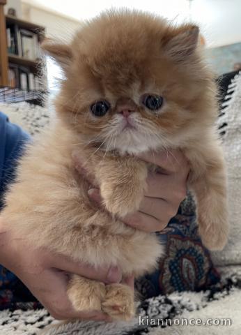 Adorable chaton persan à place 