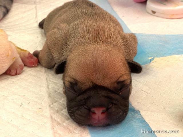 Je donne chiot bouledogue français