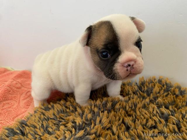Adorable chiot bouledogue français 