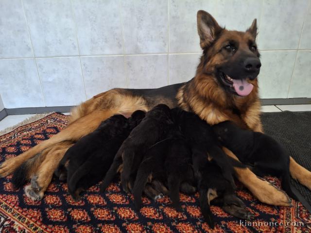 Je donne bébé chiot type berger allemand 