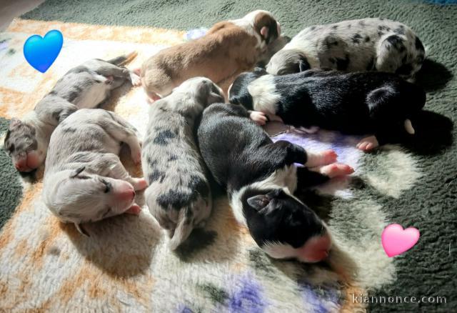 Annonces chiot berger australien pour adoption 
