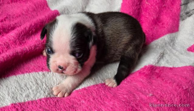 Bébé chiot boster terrier disponible 