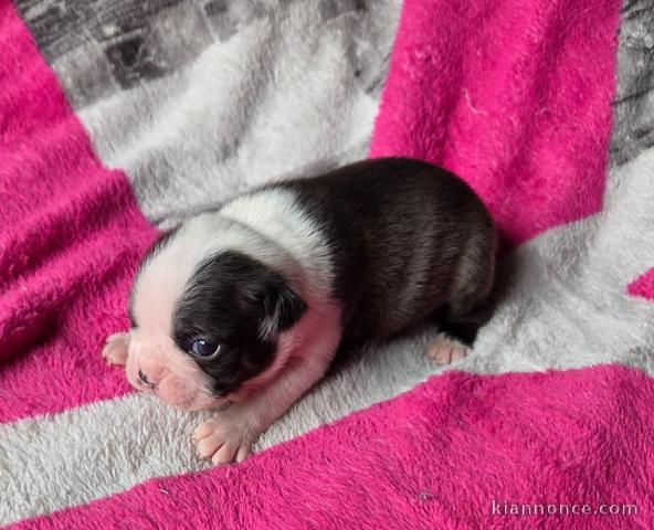 Magnifique chiots Boston terrier disponible 