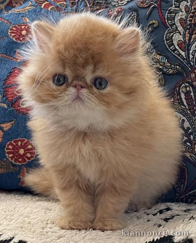 Magnifique chaton persan disponible pour adoption 