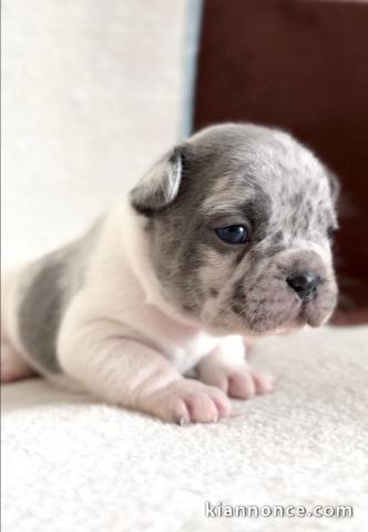 Bouledogue Français – magnifiques chiots