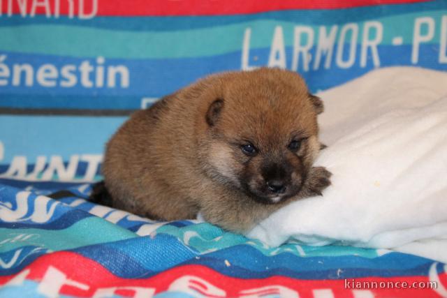 Bébé chiot Shiba disponible 