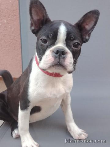 Boston Terrier femelle chiot