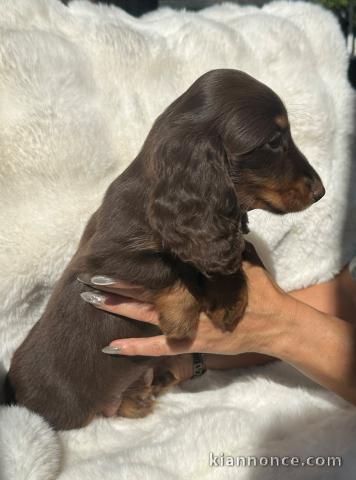 Je donne chiot teckel disponible 