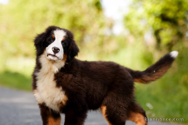 Je donne chiot bouvier bernois disponible 