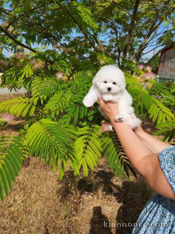 Je donne chiot coton de Tuléar 