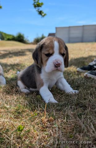 Je donne chiot beagle disponible 
