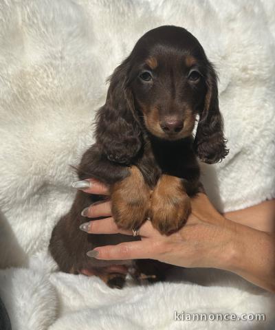 Je donne chiot teckel disponible 