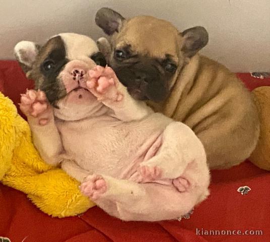Je donne chiot bouledogue français 