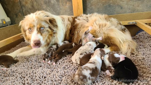 Je donne chiot berger australien 
