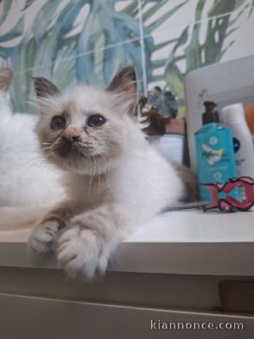 Bébé chaton sacré de Birmanie pour adoption 