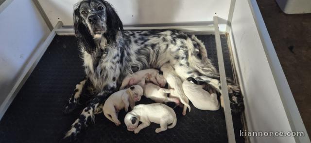Je donne chiot Setter anglais mâle et femelle 