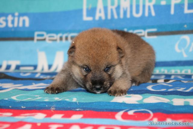 Magnifique chiots Shiba disponible 