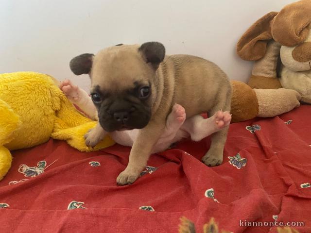 Je donne chiot bouledogue français 