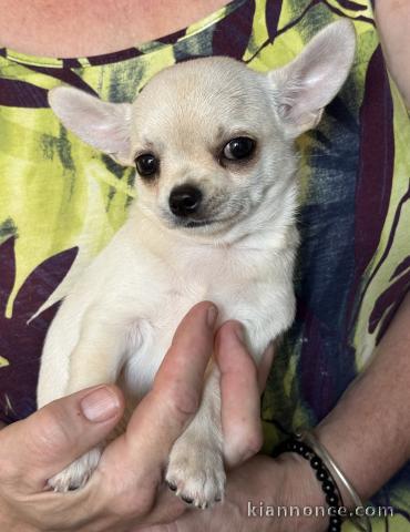 Je donne chiot chihuahua 