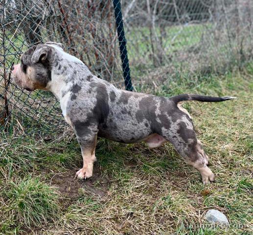 American Bully Pocket – mâle et femelle à vendre