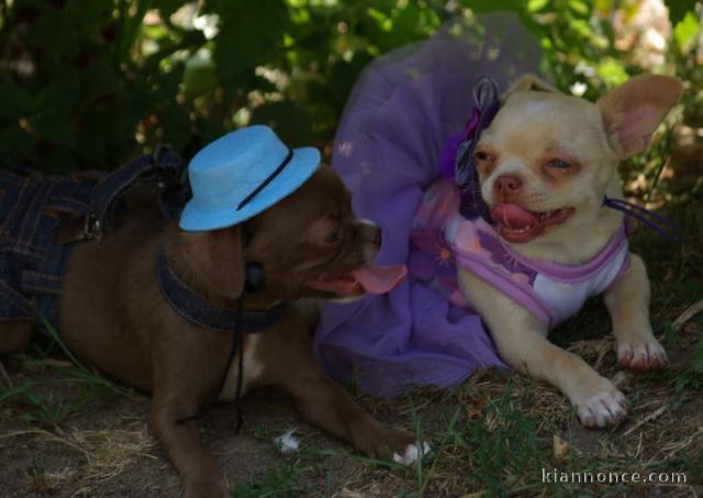 Annonces chiot chihuahua pour adoption 
