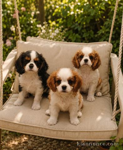 Je donne chiot cavalier king Charles magnifique 