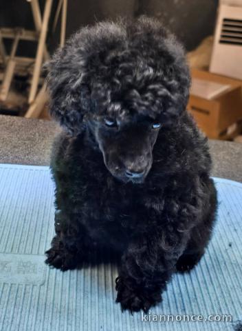 Je donne chiot caniche disponible 