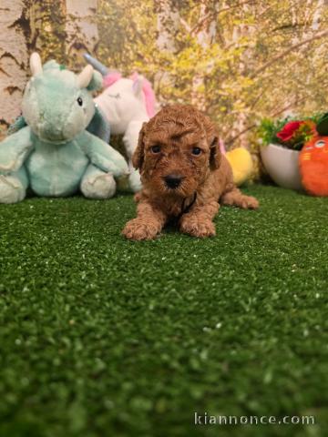 Je donne chiot caniche disponible 