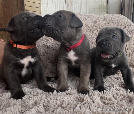 Dons chiots Cane corso disponible 