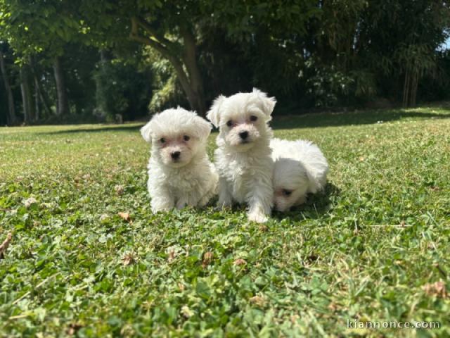 Je donne chiot bichon maltais 