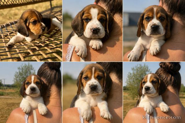Adoption chiots beagle disponible 