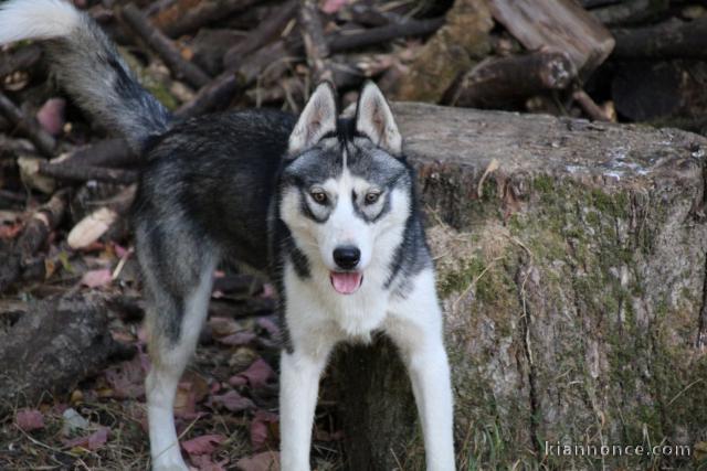 Je donne chiot husky sibérien 