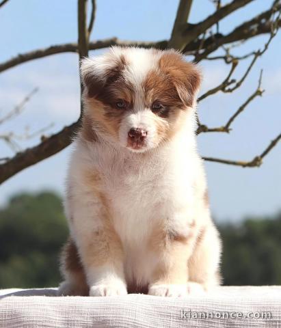 Je donne chiot berger australien 