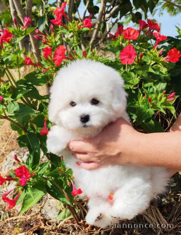 Je donne chiot coton de Tuléar 
