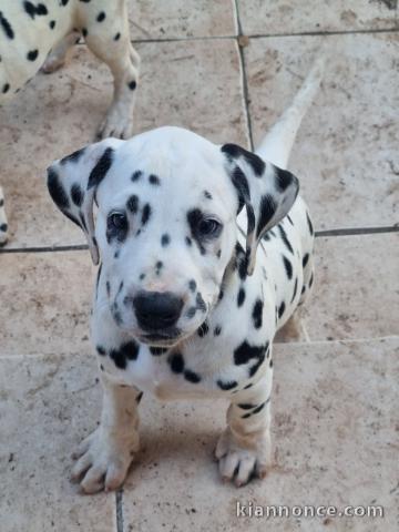 Adoption chiots dalmatien mâle 