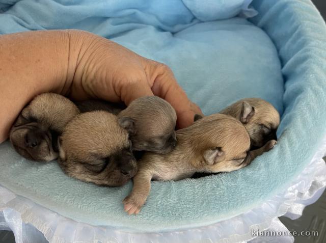 Dons chiots chihuahua pour adoption 
