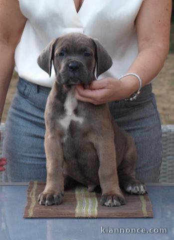 Je donne chiot Cane corso disponible 