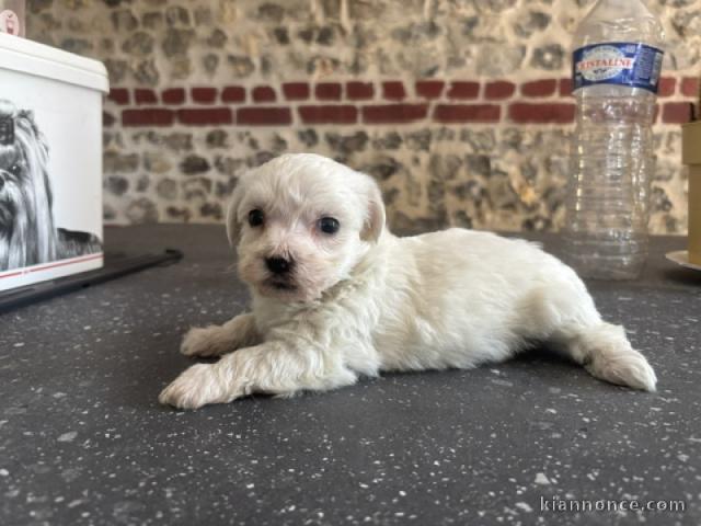 Dons chiots bichon maltais mâle 