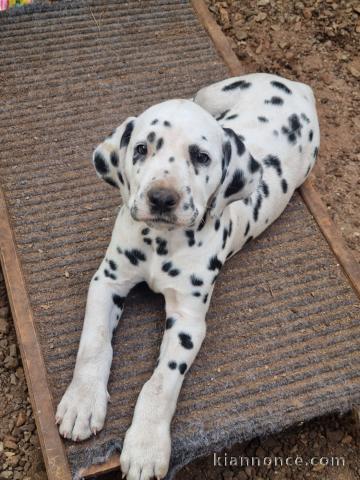 Je donne chiot dalmatien disponible 