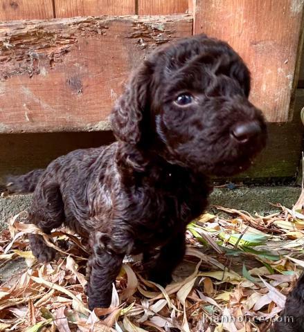 Je donne chiot caniche disponible 